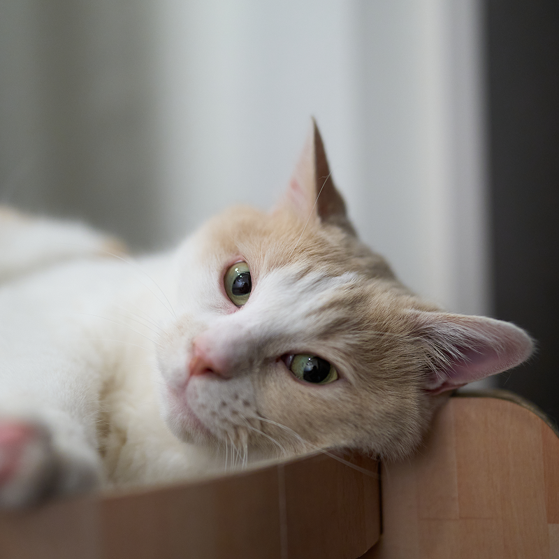 プロフィール写真_猫のルイ