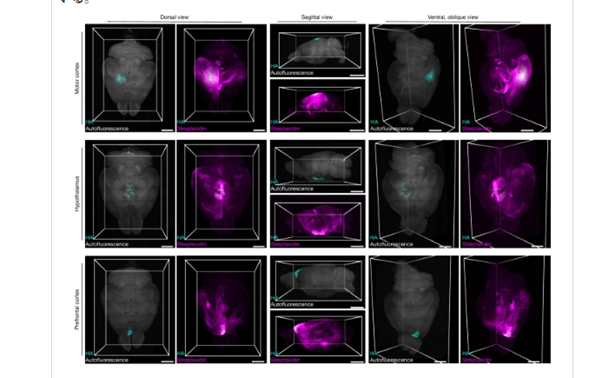 脳全体の通信網はニューロンだけではなかった」 1世紀の常識覆す、裏方